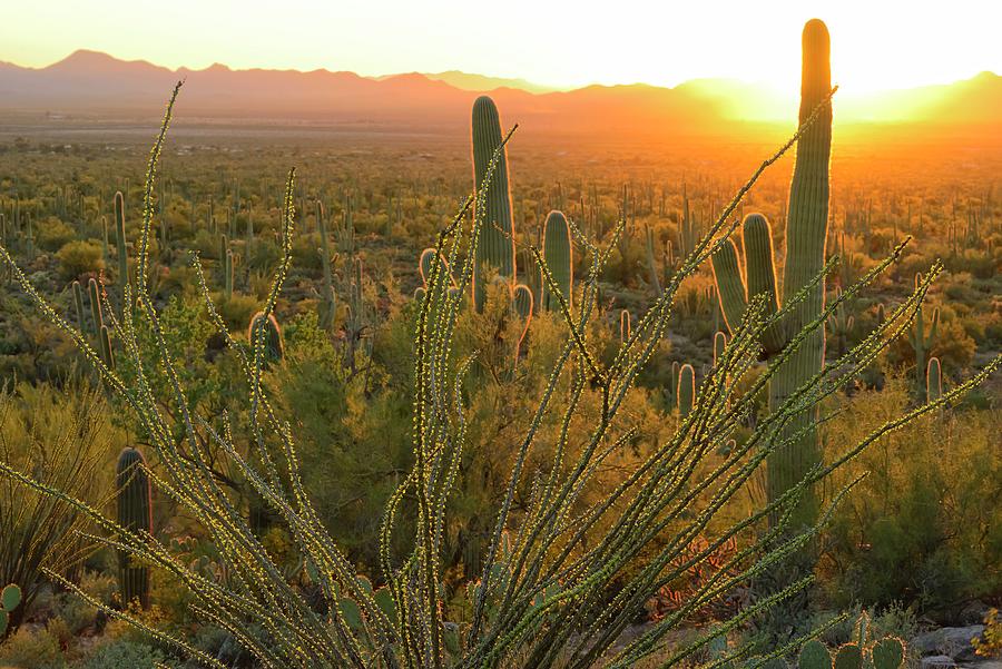 Saguaro Cacti #1 Digital Art by Heeb Photos