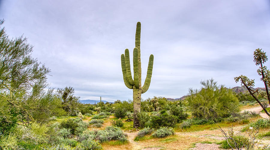 Saguaro Cactus #1 Photograph by Anthony Giammarino
