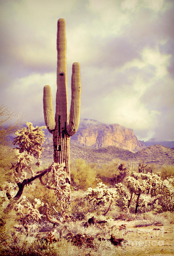 Saguaro Cactus #1 Photograph by Jill Battaglia