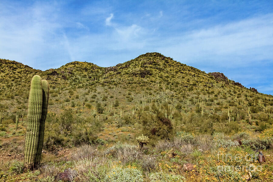 Saguaro Hillside  #1 Photograph by Robert Bales