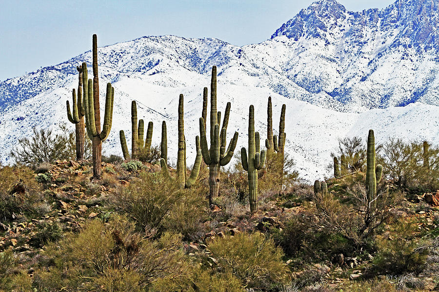Saguaros At Four Peaks With Snow #1 Digital Art by Tom Janca