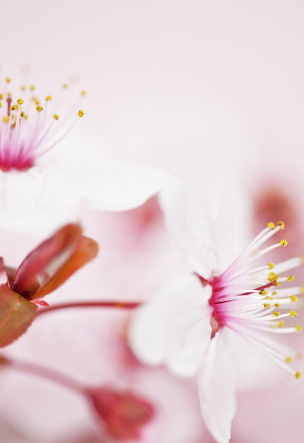 Sakura Cherry Blossom #1 Photograph by Catlane