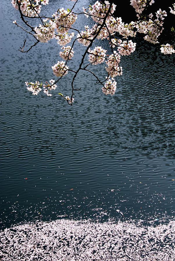 Sakura Flower #1 Photograph by I Love Photo And Apple.