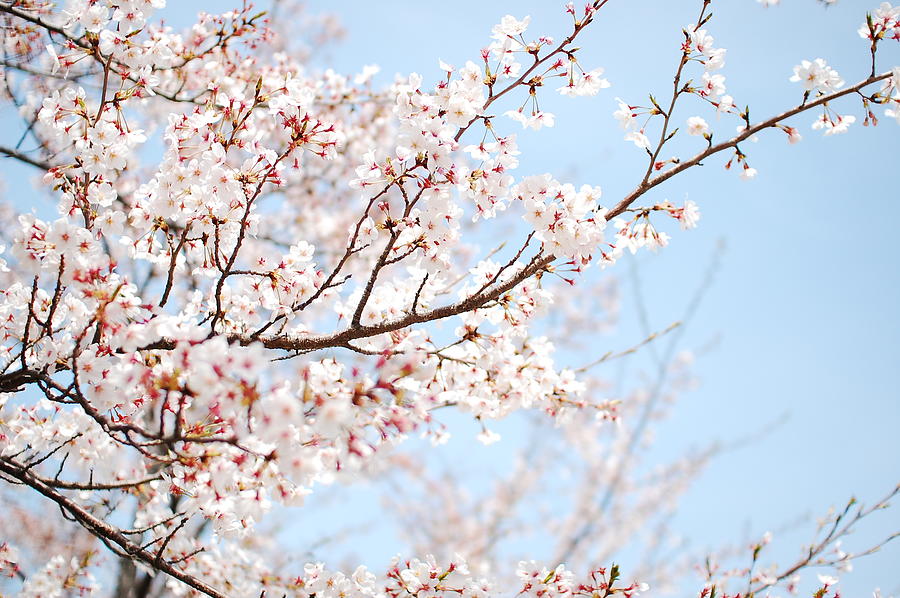 Sakura #1 Photograph by Hector Garcia @kirai