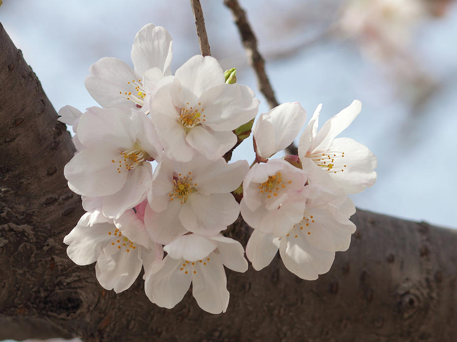 Sakura #1 Photograph by Siyi Qian