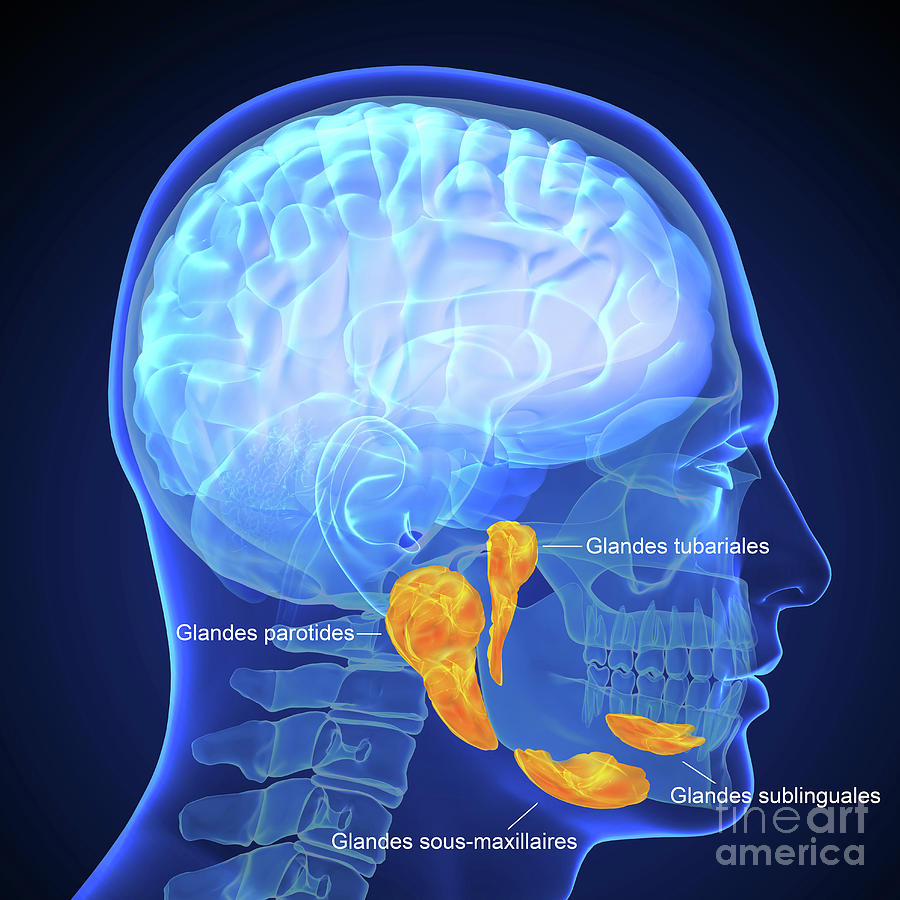 Salivary Glands Photograph by Fernando Da Cunha/science Photo Library ...