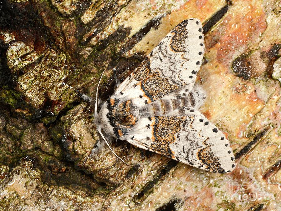 Sallow Kitten Moth #1 Photograph by Nigel Downer/science Photo Library