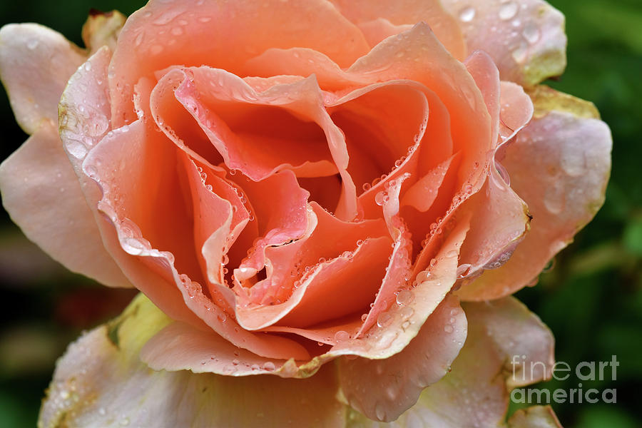 Salmon Pink Rose #1 Photograph by Nancy Mueller