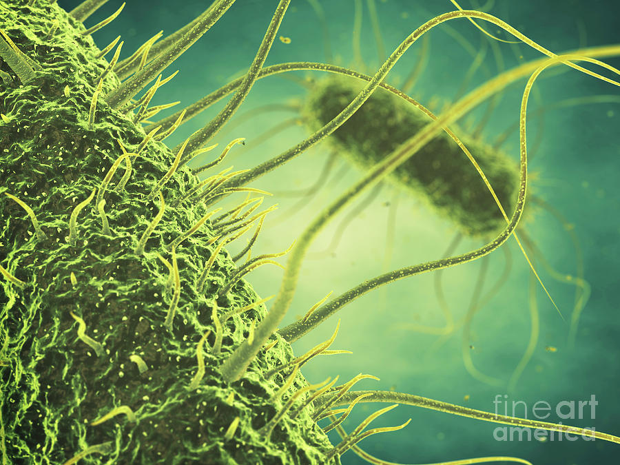 Salmonella Bacteria Photograph By Nobeastsofierce/science Photo Library ...