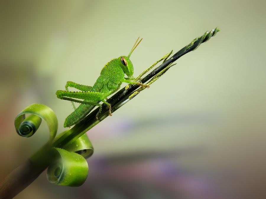Grasshopper Photograph - Saltamontes #1 by Jimmy Hoffman