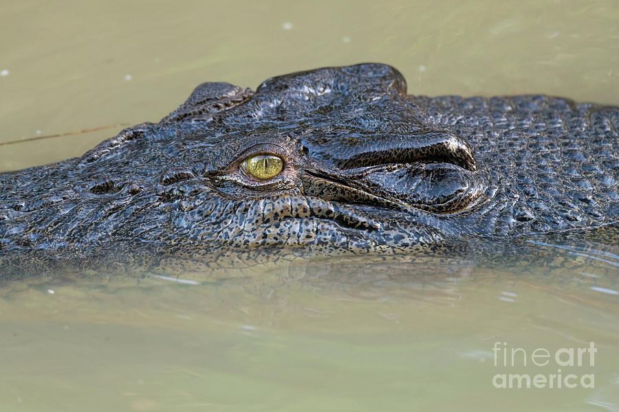 Kakadu National Park Photograph - Saltwater Crocodile #1 by Dr P. Marazzi/science Photo Library