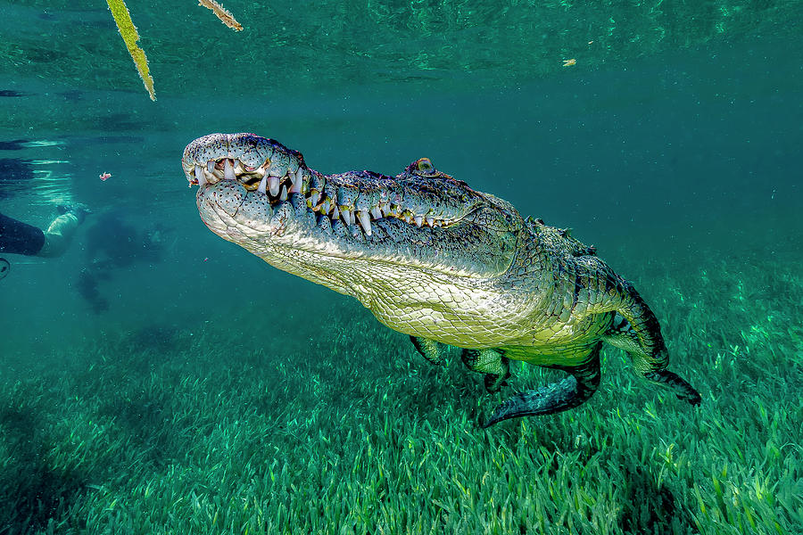 Saltwater Crocodile Of Cuba #1 Photograph by Bruce Shafer