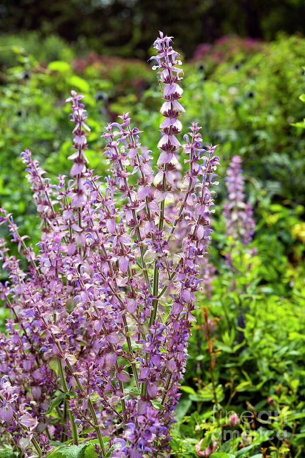 Salvia Sclarea Var. Turkestanica Photograph by Dr Keith Wheeler/science ...