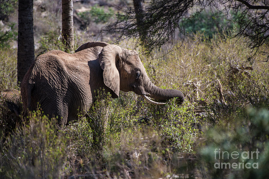 Samburu Elephant #1 Photograph by Steve Somerville