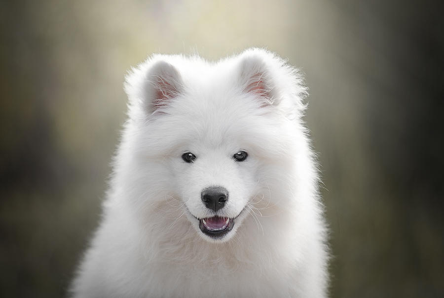 Samoyed Puppy Photograph by Paula Casado Gutiérrez - Fine Art America