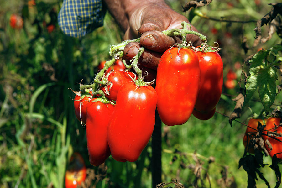 San Marzano Tomatoes, Italy #1 Digital Art by Antonio Capone