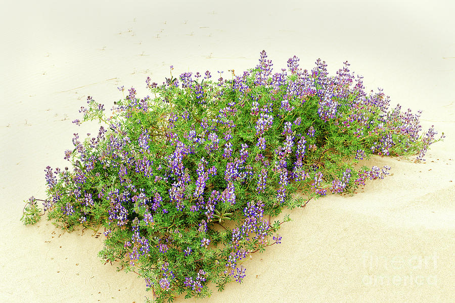 sand dune wildflowers flower seed pods blue Lupine Lupinus littoralis surrounded by sand close-up #2 Photograph by Robert C Paulson Jr