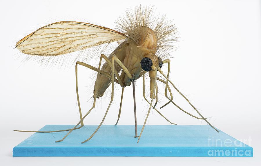 Wildlife Photograph - Sand Fly Wax Model #1 by Natural History Museum, London/science Photo Library