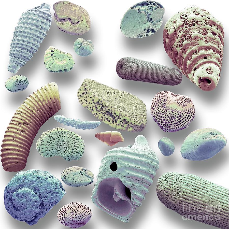 Sand Microfossils #1 by Steve Gschmeissner/science Photo Library