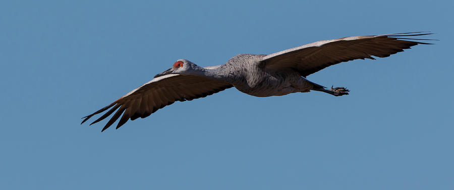 Crane Photograph - Sandhill Crane In Flight #1 by Galloimages Online
