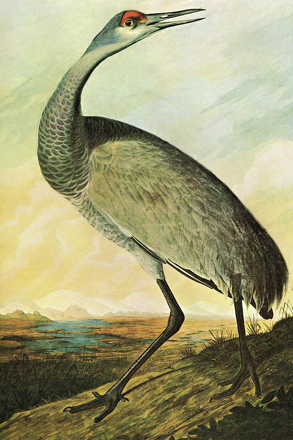 Sandhill Crane Painting by John James Audubon