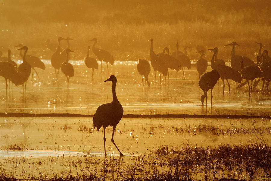 Sandhill Crane Silhouette #1 Photograph by Nicole Young