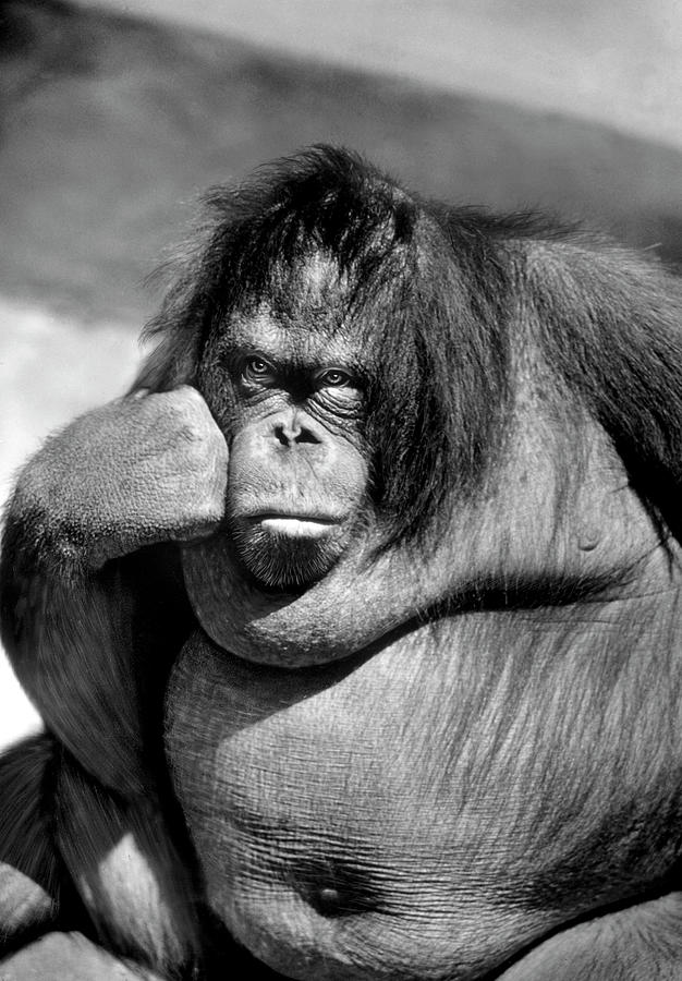 New York City Photograph - Sandra the orangutan with cheek resting by Nina Leen