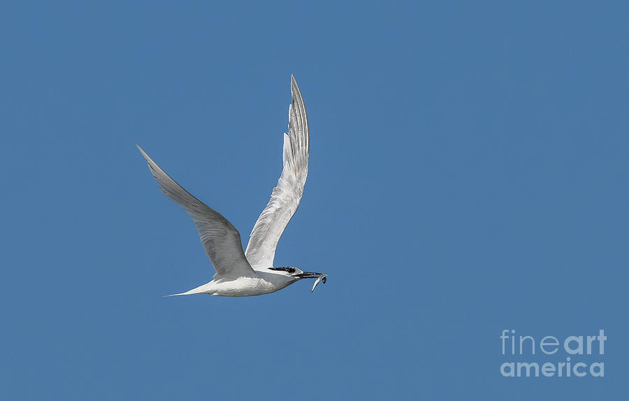 Sandwich Tern In Flight #1 Photograph by Bob Gibbons/science Photo Library