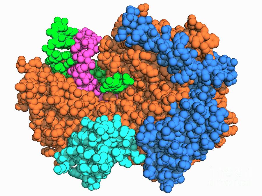 Sars-cov-2 Replicase Polyprotein With Molnupiravir Photograph by Laguna ...