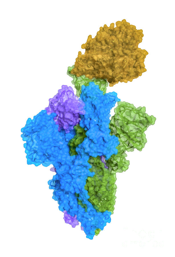 Sars-cov-2 Spike Protein Bound To Receptor Photograph by Greg Williams ...