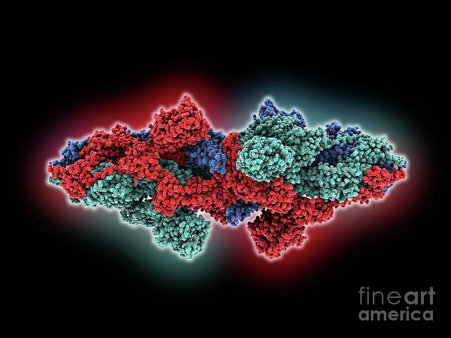 Sars-cov-2 Variant Dimer Of S Trimer Photograph by Laguna Design ...