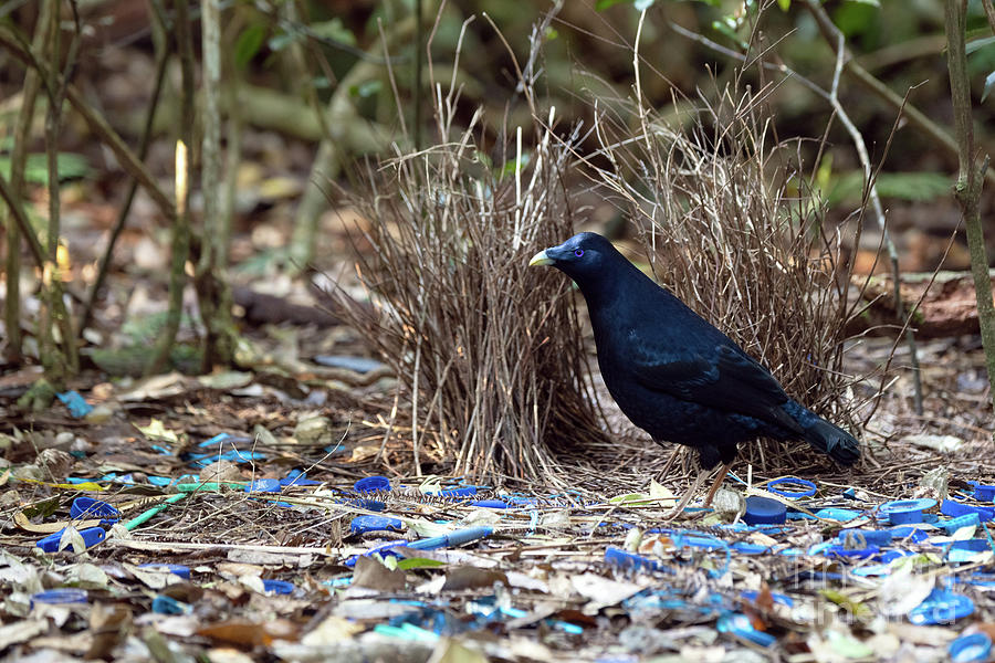 Satin Bowerbird At Bower Photograph by Dr P. Marazzi/science Photo ...