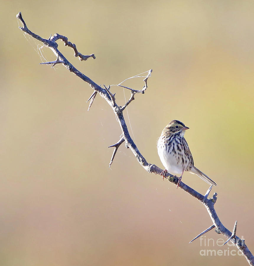 Savanna Sparrow #1 Photograph by Elizabeth Winter