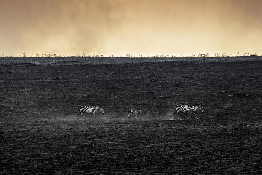Wildlife Photograph - Savannah Burning #1 by Roberto Marchegiani