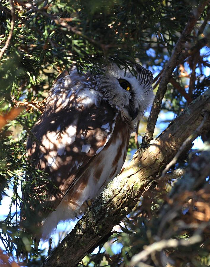 Saw Whet Owl #1 Photograph by Davandra Cribbie