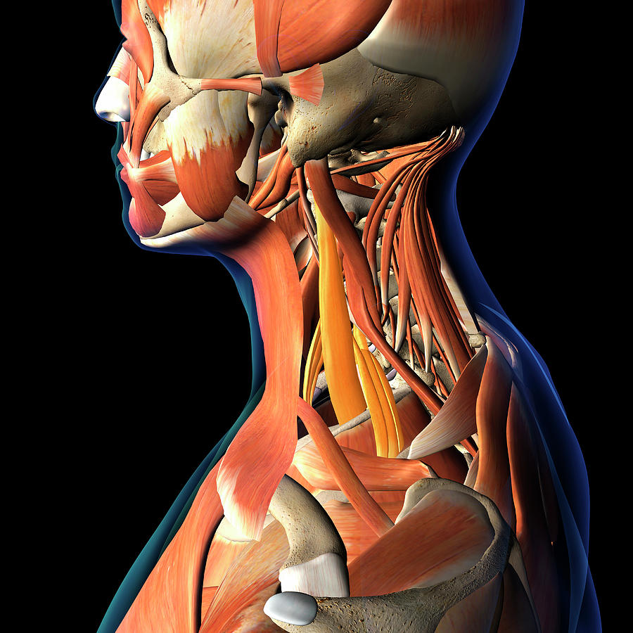 Illustration Photograph - Scalene Neck Muscles Highlighted #1 by Hank Grebe