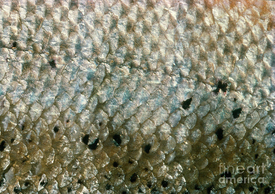 Scales Of The Atlantic Salmon #1 Photograph by George Bernard/science Photo Library