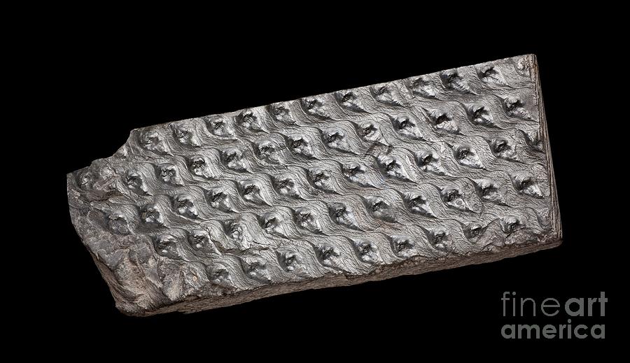 Scales On Fossil Lepidodendron Stem #1 Photograph by Natural History Museum, London/science Photo Library