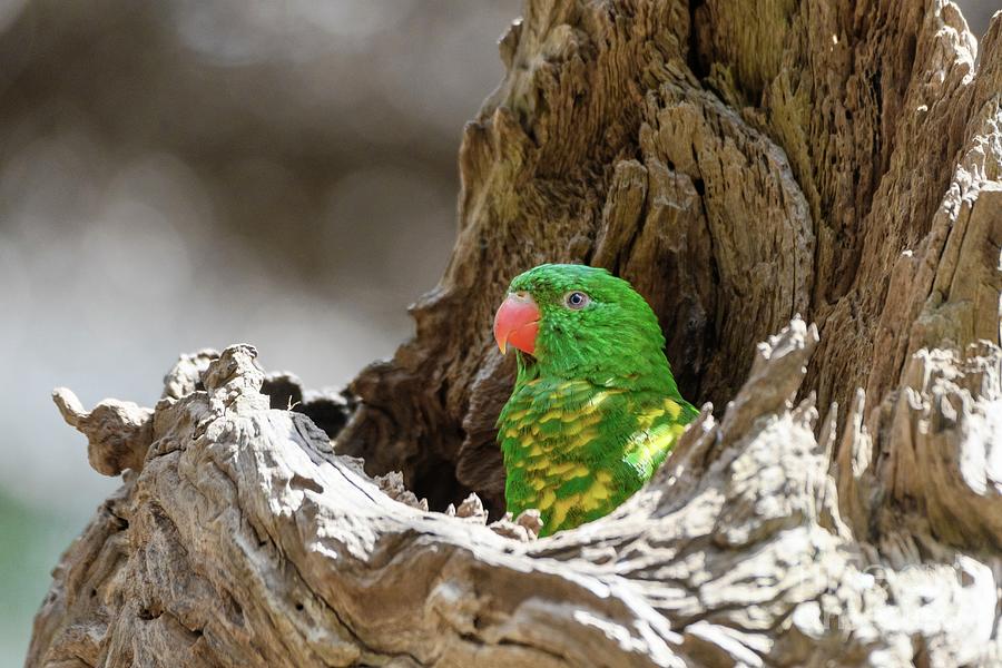 Wildlife Photograph - Scaly-breasted Lorikeet #1 by Dr P. Marazzi/science Photo Library