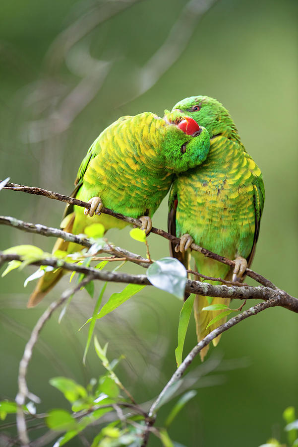 Animal Photograph - Scaly Breasted Lorikeet Pair Allopreening In Branch Of #1 by Bruce Thomson / Naturepl.com