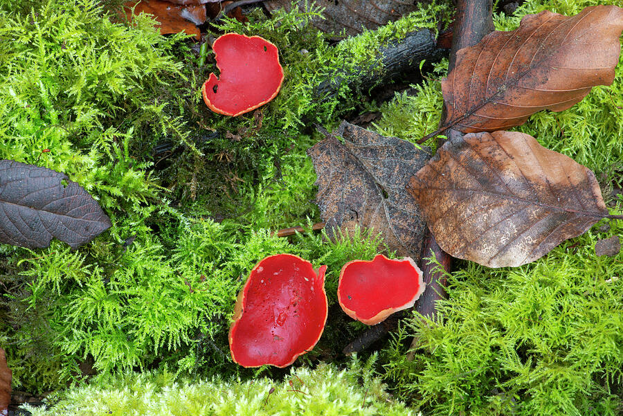 Scarlet Elf Cup Fungi . Surrey, England, Uk. #1 Photograph by Adrian ...