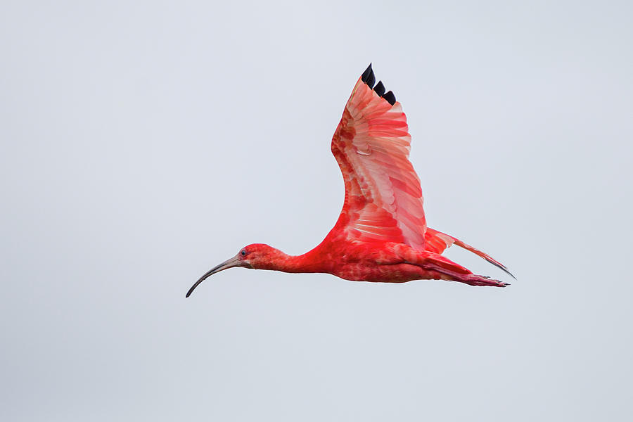 Scarlet Ibis Hato Barley Tauramena Casanare Colombia #1 Photograph by Adam Rainoff
