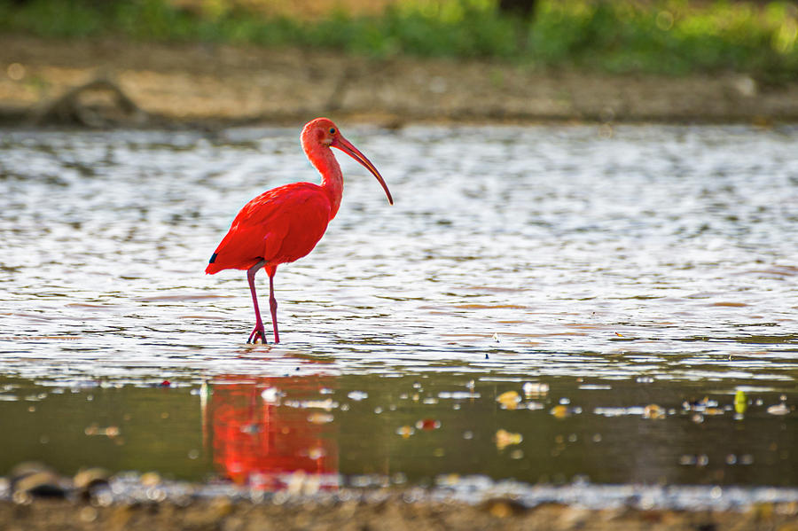 Scarlet Ibis Hato Berlin Casanare Colombia by Adam Rainoff Scarlet Ibis Hato Berlin Casanare Colombia by Adam Rainoff