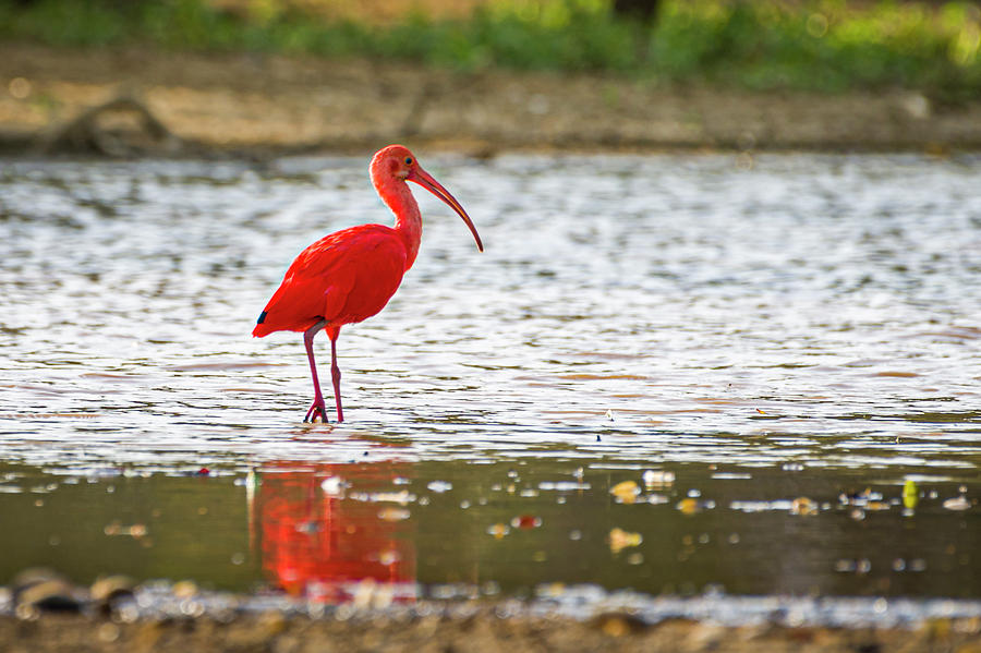 Scarlet Ibis Hato Berlin Casanare Colombia #1 Photograph by Adam Rainoff