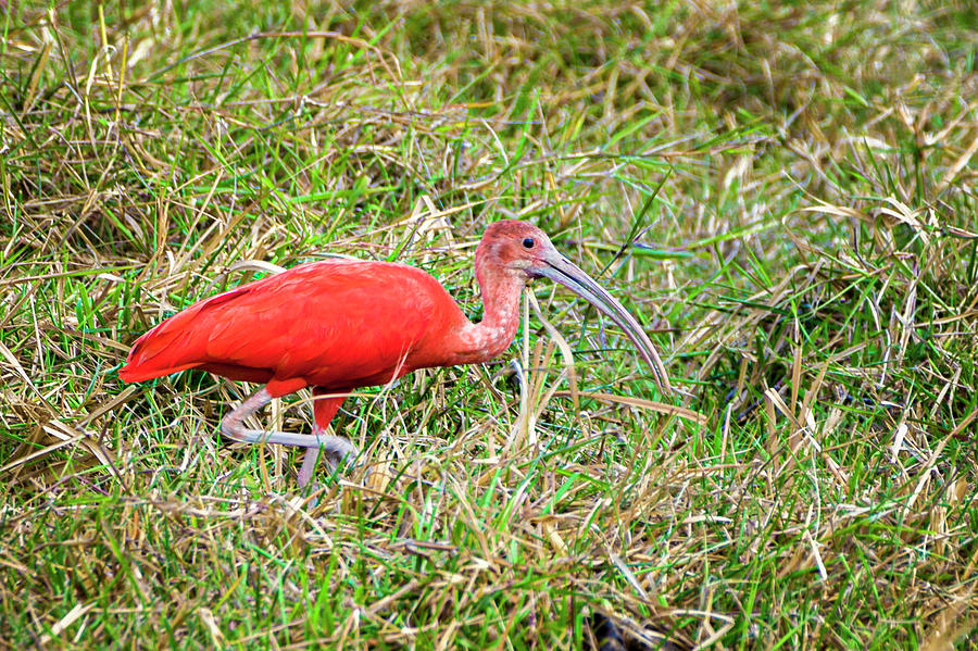 Scarlet Ibis La Palmita Casanare Colombia #1 Photograph by Adam Rainoff