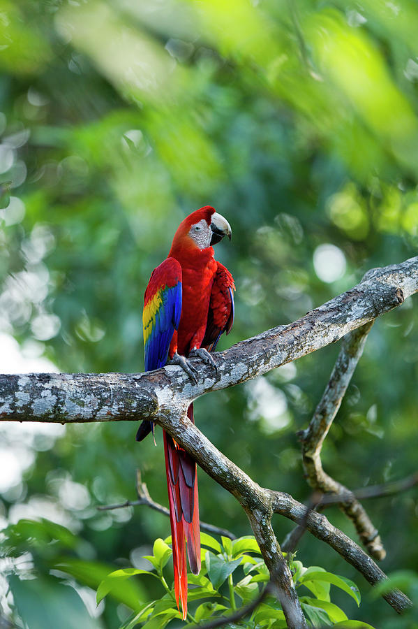 Scarlet Macaw, Costa Rica Photograph by Paul Souders