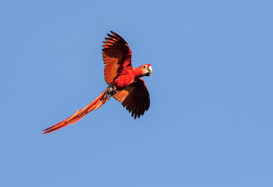 Scarlet Macaw Flying With A Nut #1 Photograph by Ivan Kuzmin