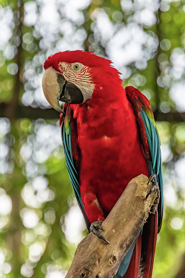 Scarlet Macaw by Merrillie Redden Scarlet Macaw by Merrillie Redden