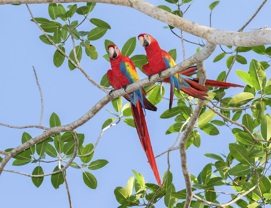 Scarlet Macaws In A Tree #1 Photograph by Ivan Kuzmin