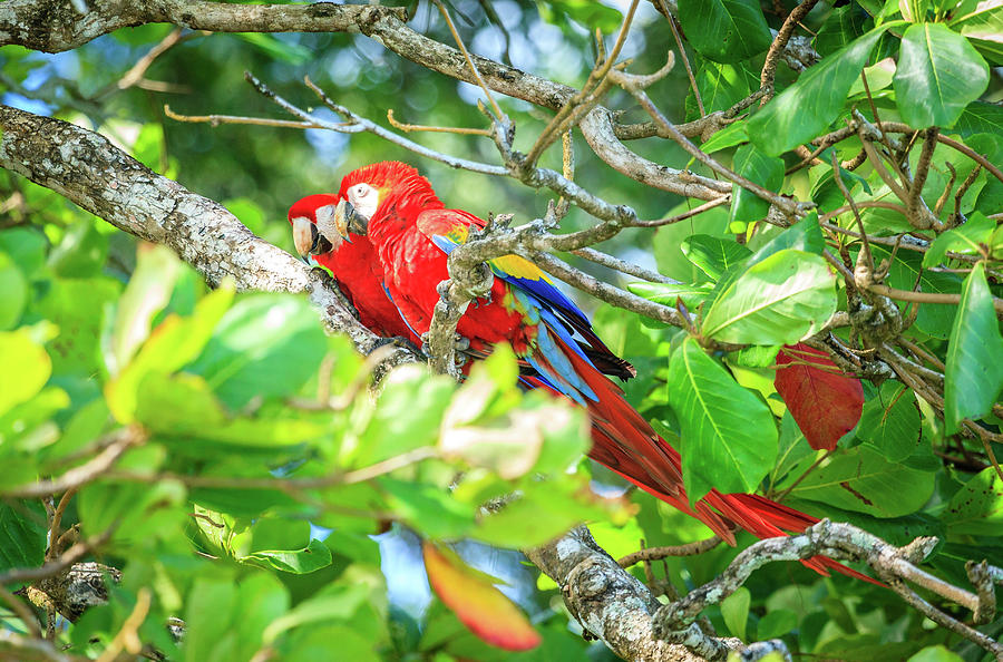 Scarlet Macaws In Costa Rican Forest Photograph